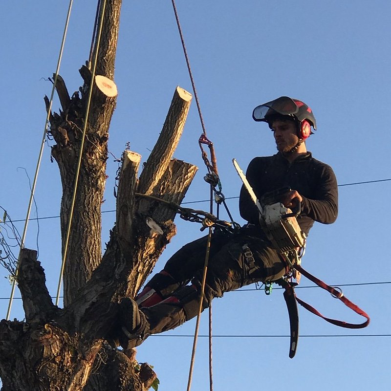 An arborist using a chainsaw for tree trimming services against a clear sky by David Marrs Trees in Ellensburg, WA.