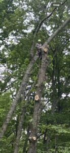 An arborist with a chainsaw, safely secured high in a tree during a trimming service by Elite Tree Service in Knoxville, TN.