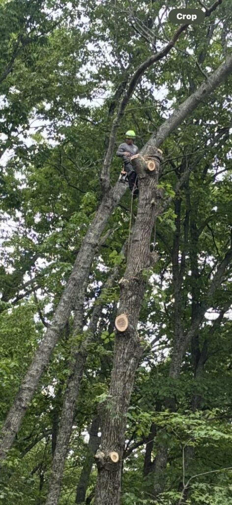 An arborist with a chainsaw, safely secured high in a tree during a trimming service by Elite Tree Service in Knoxville, TN.