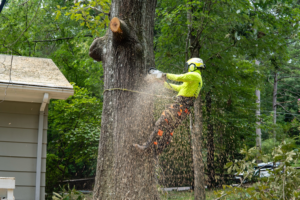 An arborist safely trimming a large tree with a chainsaw for Explore Tree Service in Durham, NC.