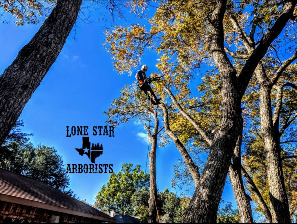 An arborist suspended in a tree with a chainsaw, performing tree trimming for Lone Star Arborists in Jackson, MS