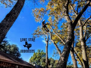 An arborist suspended in a tree with a chainsaw, performing tree trimming for Lone Star Arborists in Jackson, MS