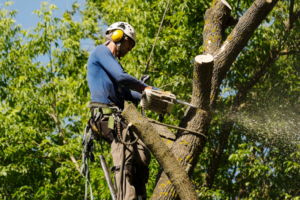 An arborist using a chainsaw to trim a tree while harnessed, provided by Oscar's Expert Tree Services in San Jose, CA.