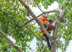 An arborist in orange safety gear using a chainsaw for tree trimming services by Rhode Island Tree Removal in Providence, RI.