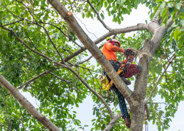 An arborist in orange safety gear using a chainsaw for tree trimming services by Rhode Island Tree Removal in Providence, RI.