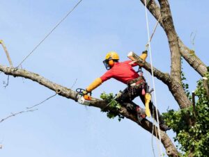 An arborist uses a chainsaw to trim branches high in a tree for Robert Burk Tree & Landscaping LLC in Milford, DE.