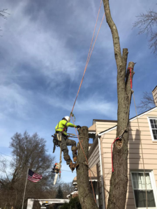 An arborist from Danny's Tree Service using a chainsaw to remove a tree trunk section in Kansas City, KS.
