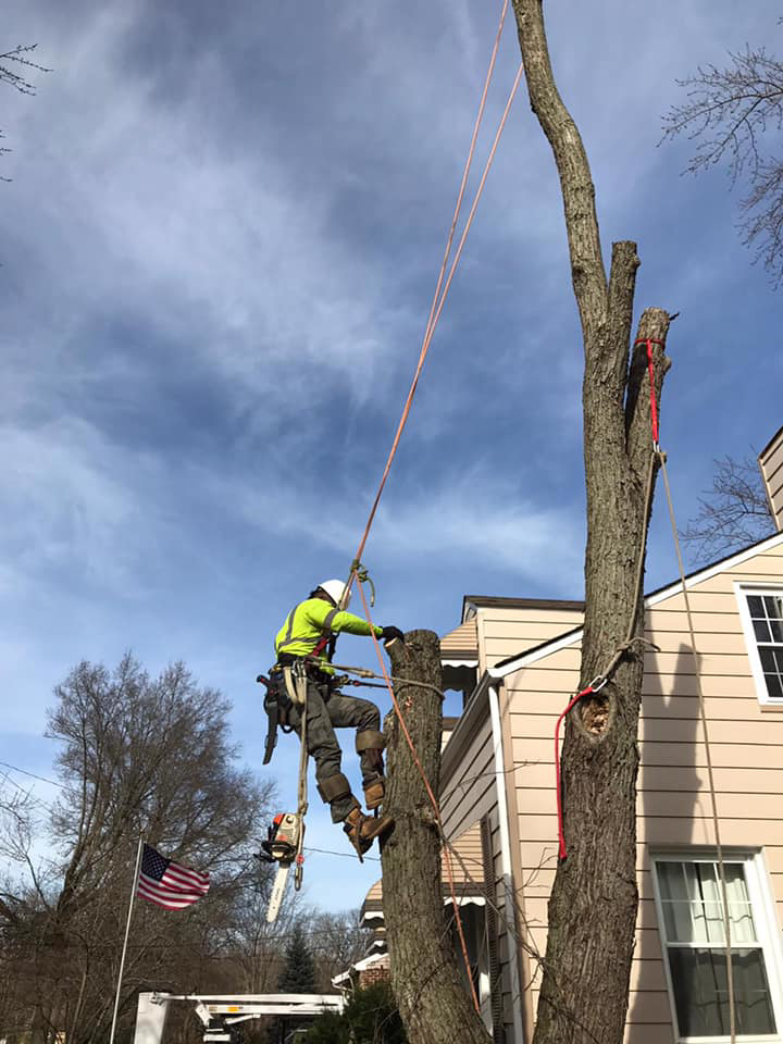 An arborist from Danny's Tree Service using a chainsaw to remove a tree trunk section in Kansas City, KS.