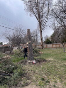 An arborist from Pro Cuts Tree Service clearing cut branches around a partially removed tree in Caldwell, ID.