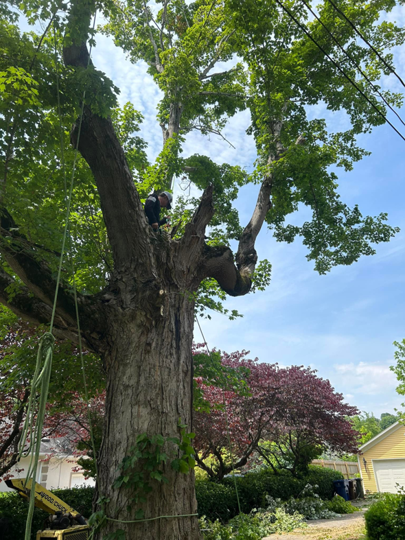 An arborist safely climbing and pruning a large tree with ropes for 865 Tree Care in Knoxville, TN.