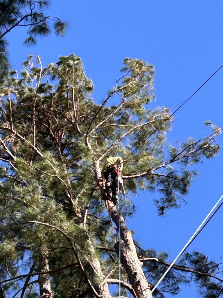 An arborist high up in a pine tree, harnessed and trimming branches for Knotty Branches Tree Service in Macon, GA.