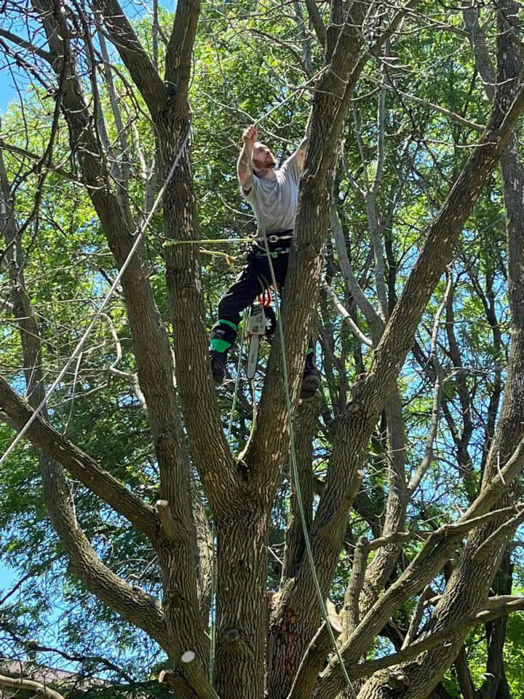 An arborist safely climbing and trimming branches from a large tree for Drop Zone Tree Care LLC in Madison, WI
