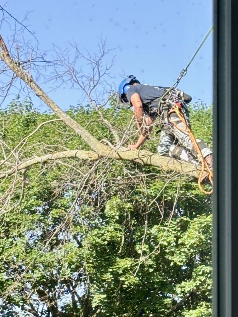 An arborist safely climbing and trimming branches high in a tree, a service provided by SKV Tree Service in Morris, IL.