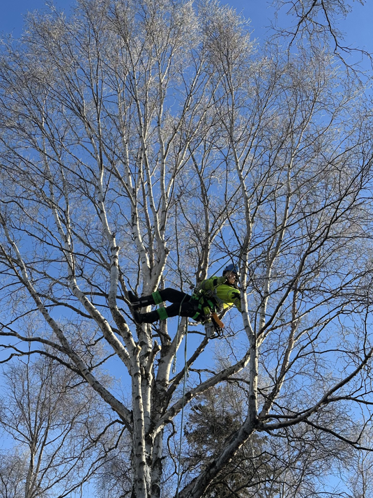 An arborist in safety gear suspended in a bare tree, performing pruning services for Northern Treefolk LLC in Anchorage, AK.