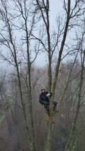 An arborist climbing a bare tree in winter, performing tree service work with safety equipment for Kingdom Tree Company in North Canton, OH.