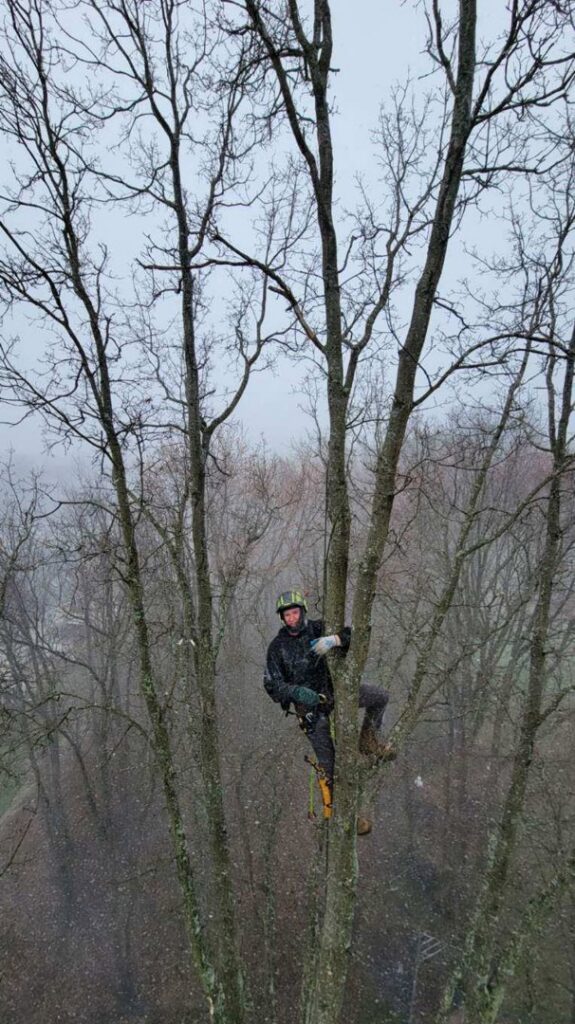 An arborist climbing a bare tree in winter, performing tree service work with safety equipment for Kingdom Tree Company in North Canton, OH.
