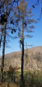 An arborist in safety gear climbing a tall, fire-damaged tree, providing specialized tree removal services by Nexus Tree Solution's in Sacramento, CA