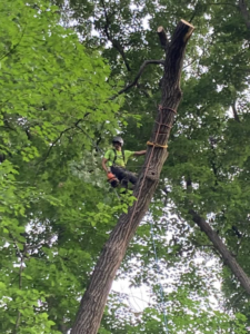 An arborist in safety gear uses a chainsaw while climbing and cutting a tree for Canopy Cops Tree Service LLC in Appleton, WI.