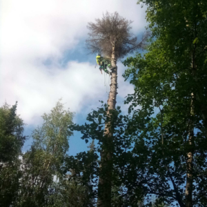 An arborist in safety gear climbing a tall, dead tree for removal services by Northern Treefolk LLC in Anchorage, AK.