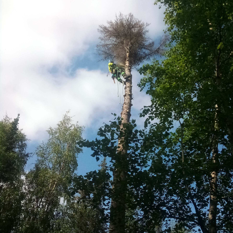 An arborist in safety gear climbing a tall, dead tree for removal services by Northern Treefolk LLC in Anchorage, AK.