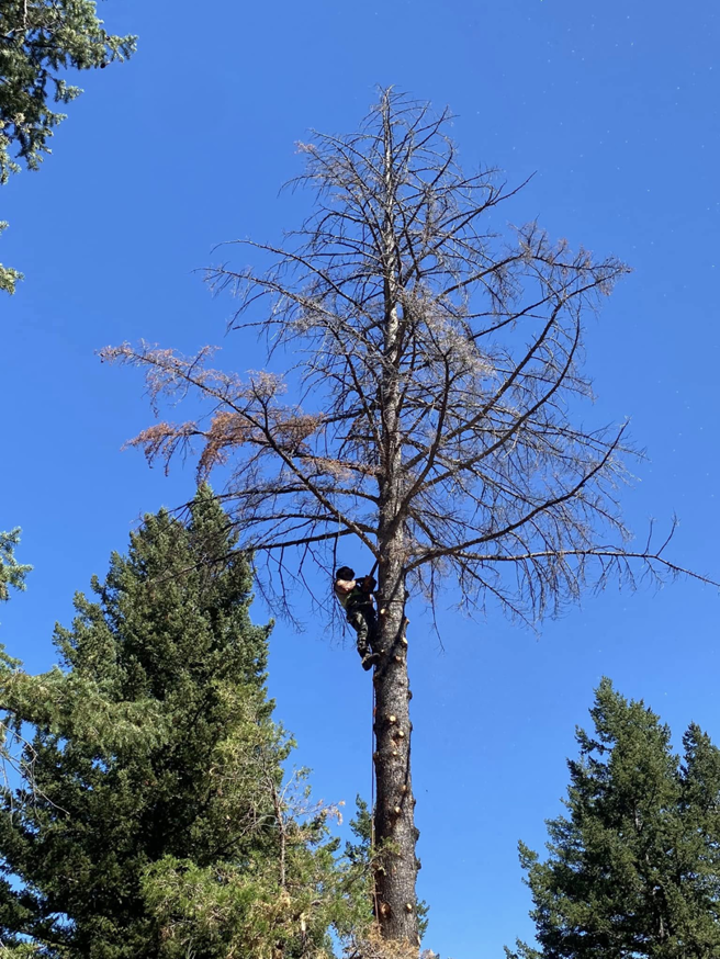 An arborist climbing a tall, dead tree for removal service by Old Pro Tree Management in Great Falls, MT.