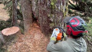 An arborist in climbing gear with a chainsaw attached to his harness, working on a tree for Boreal Tree Care in Anchorage, AK.