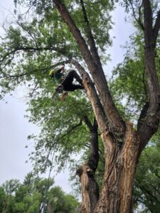 An arborist from Lind Legacy Tree Service climbing a large leafy tree for trimming or removal in Colorado Springs, CO