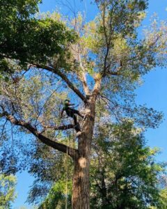 An arborist climbing a large, leafy tree for Northern Colorado Tree Service in Fort Collins, CO.