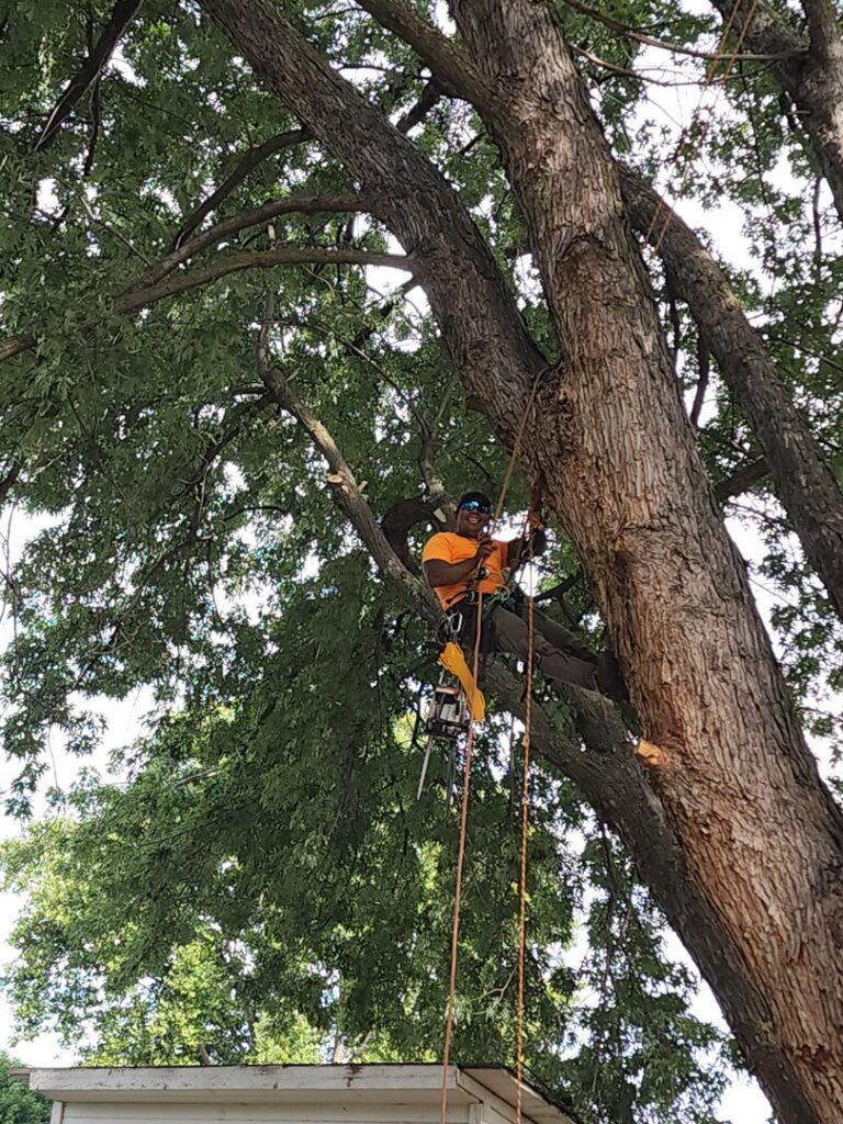 An arborist safely climbing a large tree with ropes and harness for D&R Tree Service in Lewiston, ID.