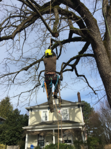 An arborist actively climbing a large, bare tree with ropes for Samsara Tree Care in Portland, OR.