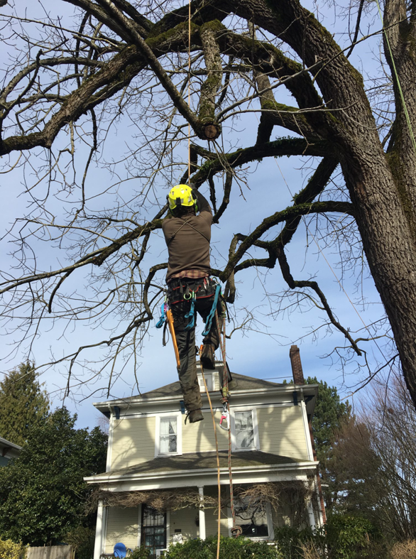An arborist actively climbing a large, bare tree with ropes for Samsara Tree Care in Portland, OR.