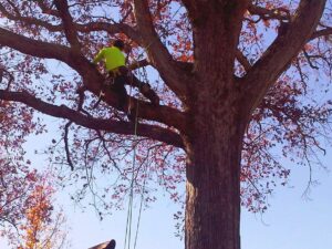An arborist safely climbing and working within the branches of a large oak tree, a service provided by Schnell Tree Services LLC in Fayetteville, NC.