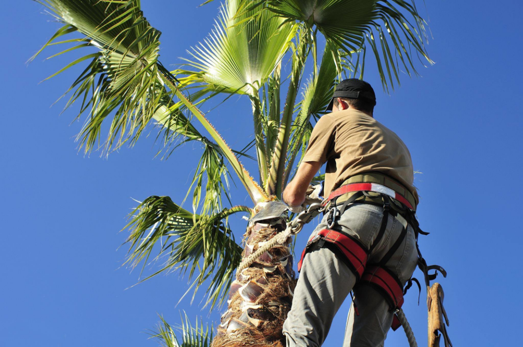 An arborist safely climbing a palm tree with a harness for professional tree trimming by Corpus Christi Tree Care in Corpus Christi, TX.
