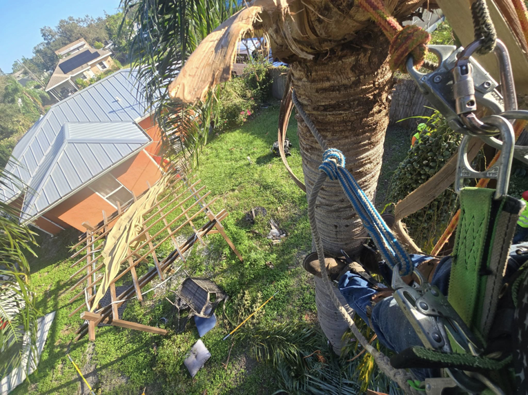 An arborist safely climbing a palm tree with ropes and gear, providing service for M.L tree service in Dayton, OH.