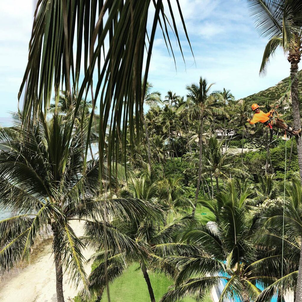 An arborist climbing a palm tree at a resort, providing tree service for Island Trees in Bethpage, NY.
