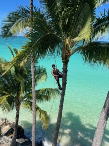 An arborist from Starfarm Tree Service Hawaii climbing a tall palm tree over the ocean in Kapolei, HI.