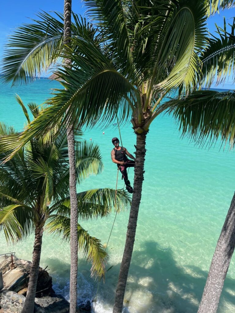 An arborist from Starfarm Tree Service Hawaii climbing a tall palm tree over the ocean in Kapolei, HI.
