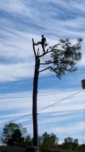 An arborist climbing a tall, partially removed tree, performing tree cutting services for B&B Tree Service in Wilmington, NC.