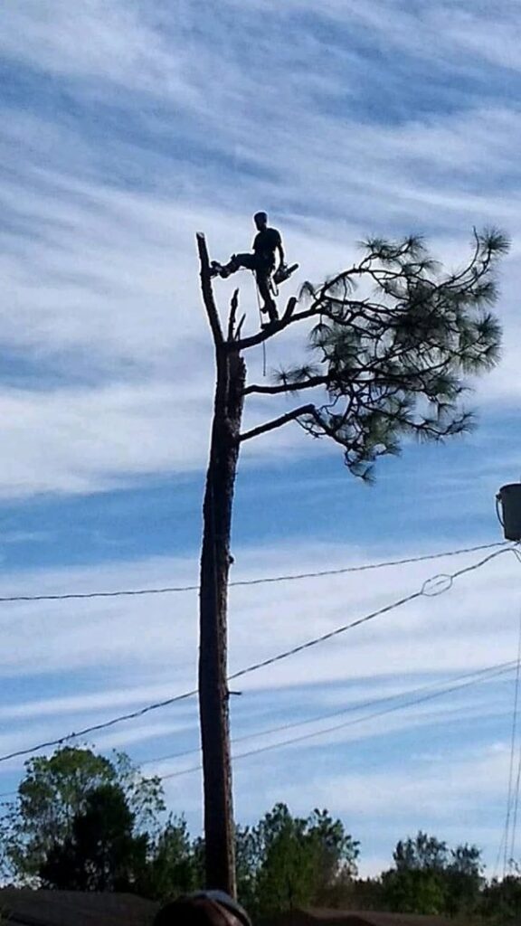 An arborist climbing a tall, partially removed tree, performing tree cutting services for B&B Tree Service in Wilmington, NC.