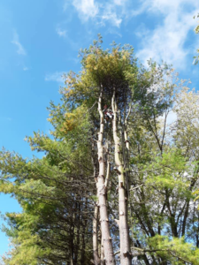 An arborist from Beshore Tree Service climbing a tall pine tree for pruning or removal in York, PA.