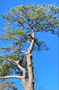 An arborist climbing a tall pine tree for trimming or removal by Broccolo Tree Care in Rochester, NY.