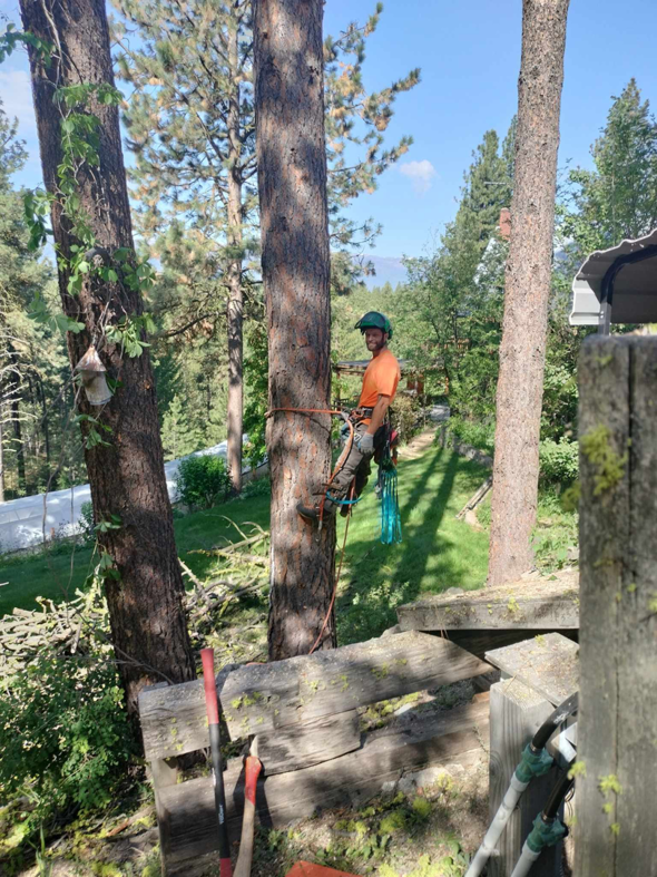 An arborist in safety gear climbing a tall pine tree, performing tree service for JPH Tree Service LLC in Boise, ID.