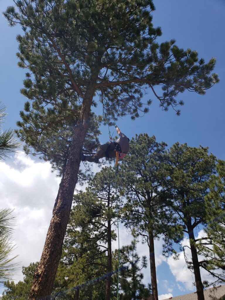 An arborist from Lind Legacy Tree Service safely climbing high in a tall pine tree in Colorado Springs, CO