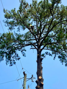 An arborist climbing and pruning a tall pine tree near power lines for Climbing High Tree Specialists, LLC in Biloxi, MS.
