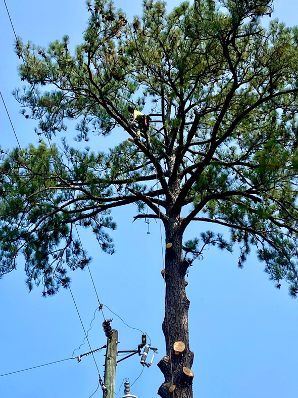 An arborist climbing and pruning a tall pine tree near power lines for Climbing High Tree Specialists, LLC in Biloxi, MS.