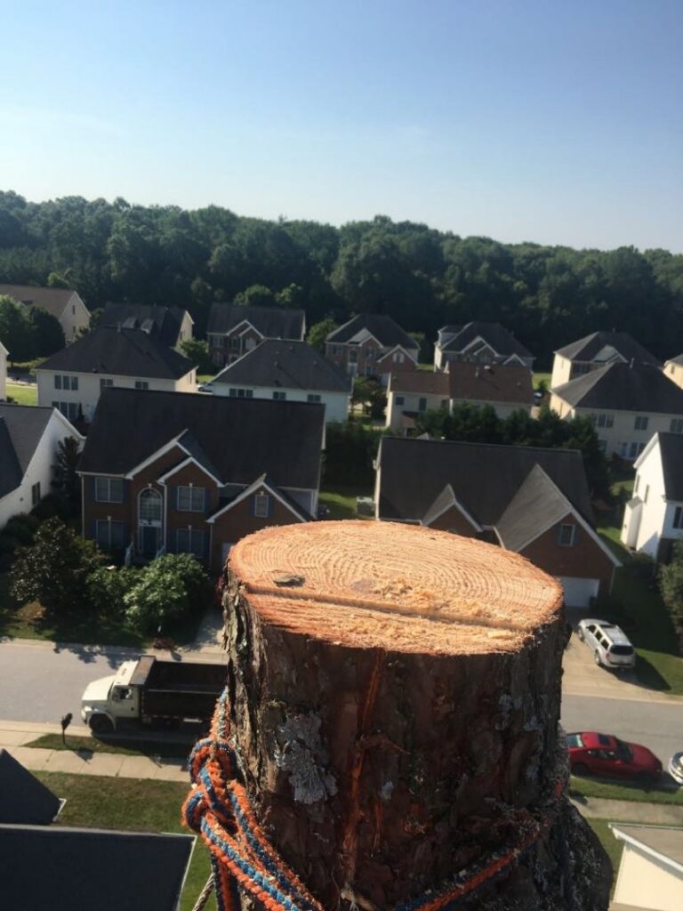 An arborist high in a tall pine tree, using ropes for trimming or removal by Tree service Rigoberto peraza in Atlanta, GA.