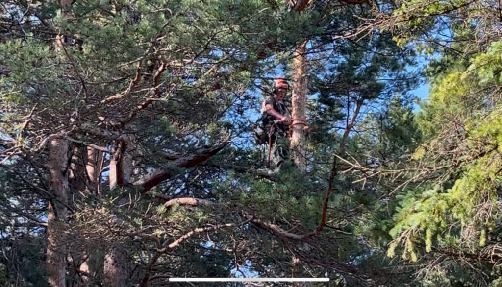 An arborist from Haskins Tree Care in Bellevue, WA, climbing a tall pine tree with a chainsaw for pruning.
