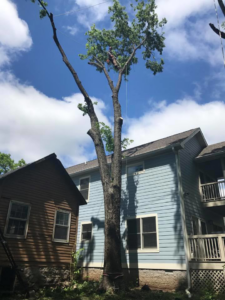 An arborist climbing and pruning a tall tree near residential homes for Green Branch Tree Service LLC in Nashville, TN.