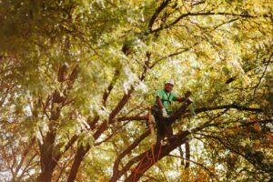 An arborist smiling while climbing and pruning a tree for Arbor Aesthetics Tree Service in Omaha, NE.