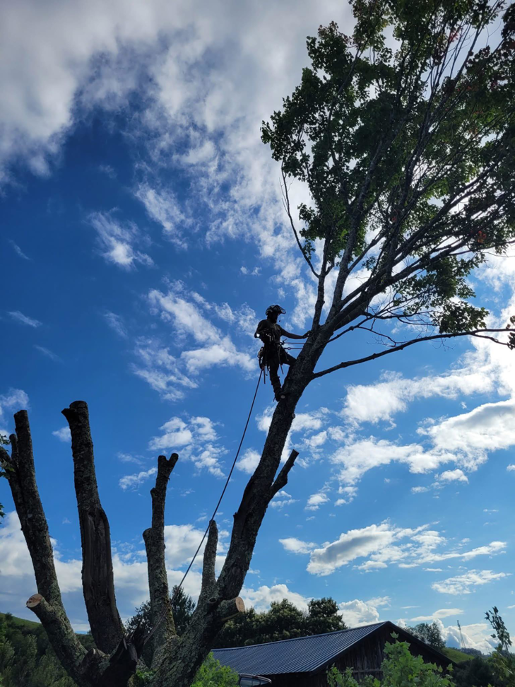 An arborist climbing and pruning a large tree against a blue sky by ClearTree LLC in Joppa, MD.